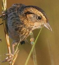 sharptail saltmarsh sparrow