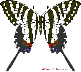 zebra swallowtail